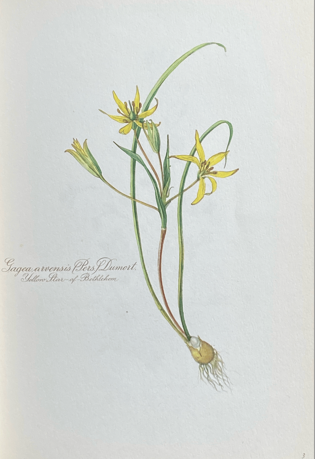Portraits of Wild Flowers illustrations by Elsa Felsko | Two
